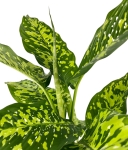 Dieffenbachia Cheetah