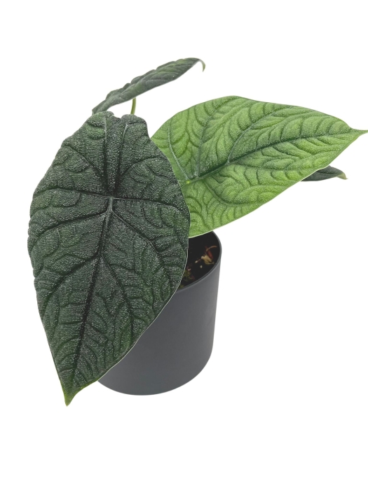 Alocasia melo - XL