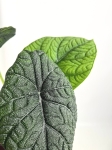 Alocasia melo - XL