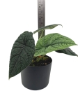 Alocasia melo - XL