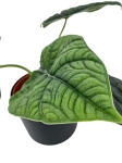 Alocasia melo - XL