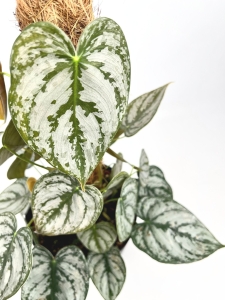 Philodendron brandtianum - L