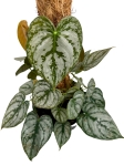 Philodendron brandtianum - L