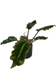 Philodendron Pluto - L