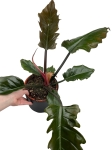 Philodendron Pluto - L