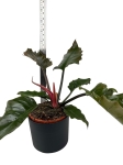 Philodendron Pluto - L