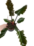 Philodendron Pluto - L