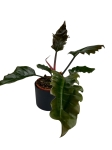 Philodendron Pluto - L