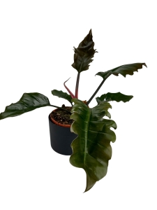 Philodendron Pluto - L