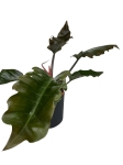 Philodendron Pluto - L