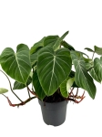 Philodendron gloriosum - XXL