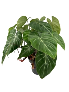 Philodendron gloriosum - XXL