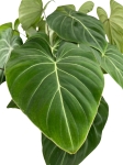 Philodendron gloriosum - XXL