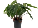 Philodendron gloriosum - XXL