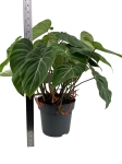 Philodendron gloriosum - XXL