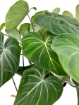 Philodendron gloriosum - XXL