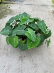 Philodendron gloriosum - XXL