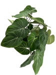 Philodendron gloriosum - XXL