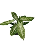 Phyllotaenium (Xanthosoma) Lindenii - XL