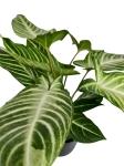Phyllotaenium (Xanthosoma) Lindenii - XL
