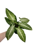 Phyllotaenium (Xanthosoma) Lindenii - XL
