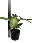 Phyllotaenium (Xanthosoma) Lindenii - XL