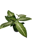 Phyllotaenium (Xanthosoma) Lindenii - XL