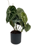 Anthurium clarinervium - L
