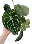 Anthurium clarinervium - L