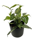 Dracena surculosa Florida Beauty