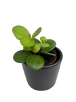 Peperomia tetraphylla 'Hope' - S