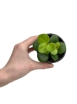 Peperomia tetraphylla 'Hope' - S