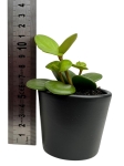 Peperomia tetraphylla 'Hope' - S