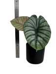 Alocasia silver nebula - L