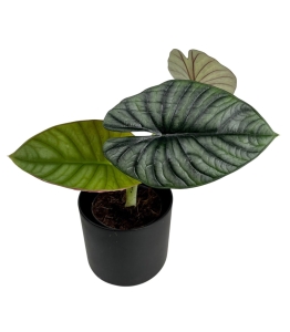 Alocasia silver nebula - L