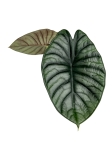 Alocasia silver nebula - L
