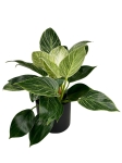 Philodendron birkin - L