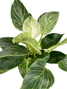 Philodendron birkin - L