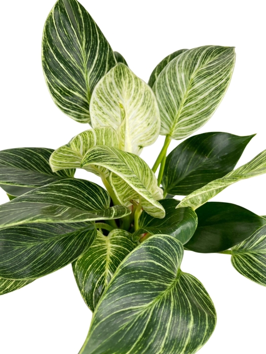 Philodendron birkin - L