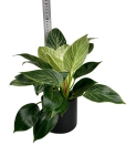 Philodendron birkin - L