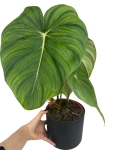 Philodendron McDowell w doniczce