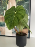 Philodendron McDowell w biurze