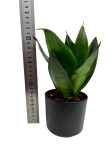 Sansevieria 'Hahnii Black' - M