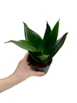 Sansevieria 'Hahnii Black' - M