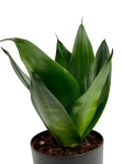 Sansevieria 'Hahnii Black' - M