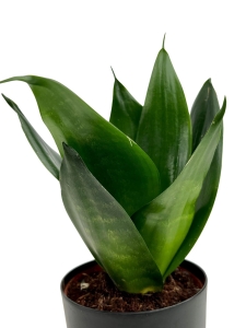 Sansevieria 'Hahnii Black' - M