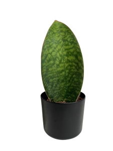 Sansevieria Masoniana / Victoria