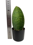 Sansevieria Masoniana / Victoria
