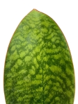 Sansevieria Masoniana / Victoria