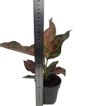 Aglaonema Spotted Star - M